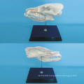 Dog Head Anatomy Skeleton Model for Teaching (R190110)